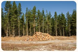 New Zealand has a sustainable timber supply
